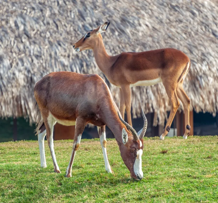 Como&eacute; National Park savanna