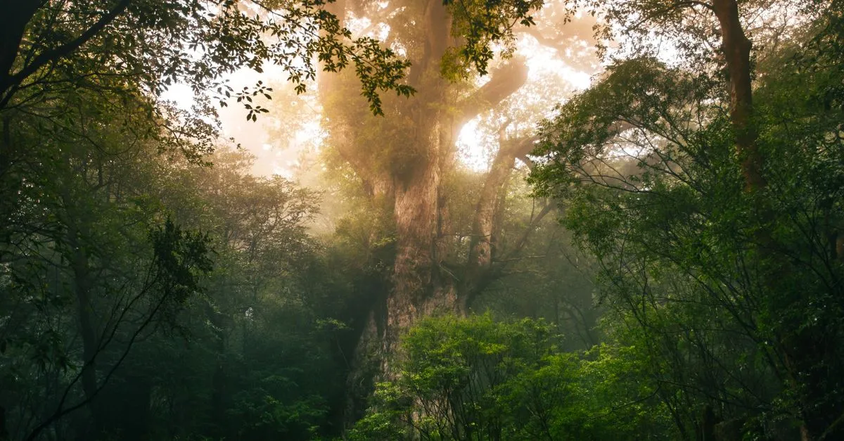 Yakushima ancient cedar forest
