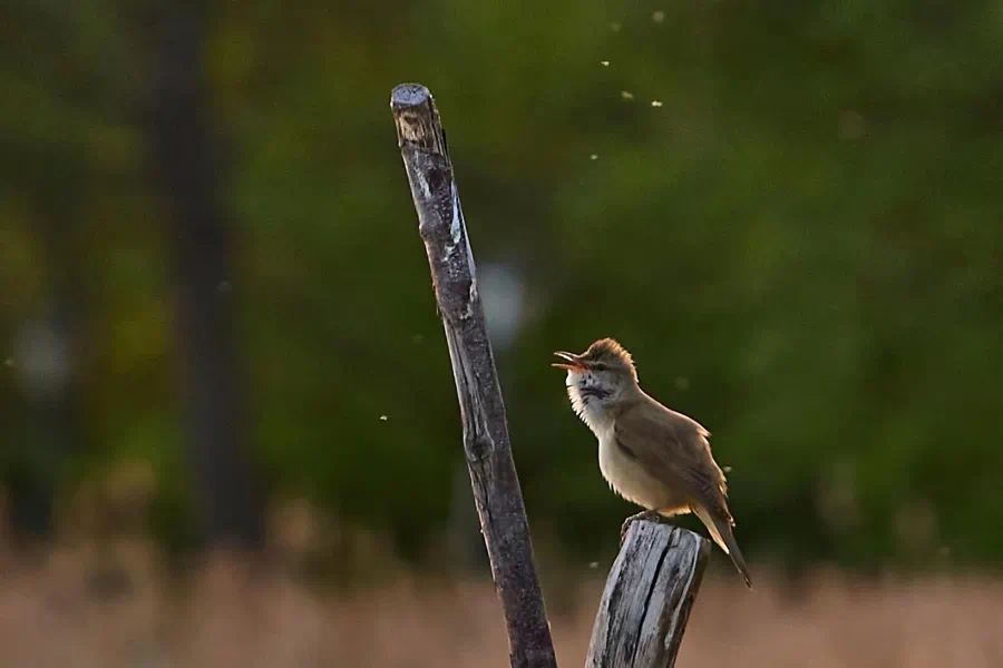 Birdwatching