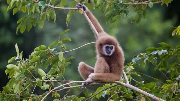 Gibbon in rainforest canopy
