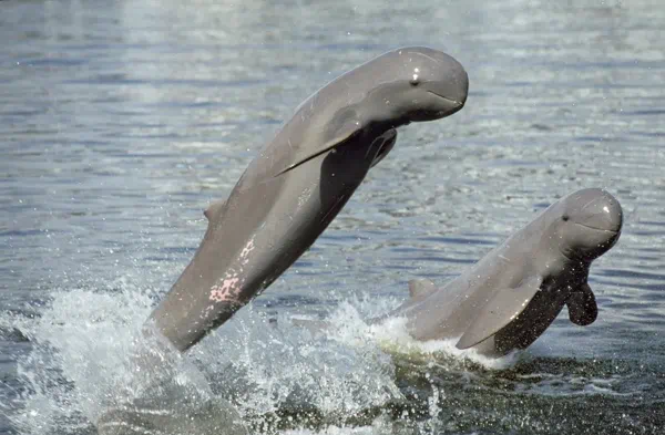 River dolphin surfacing