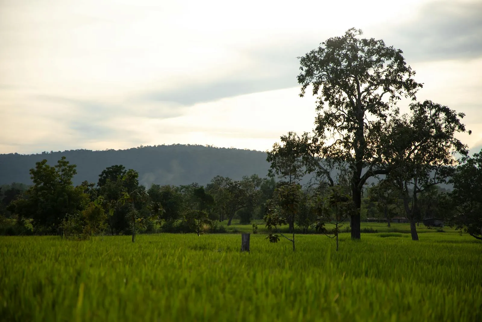 Peaceful rural landscape in Ban Daye Lom with lush greenery and trees.