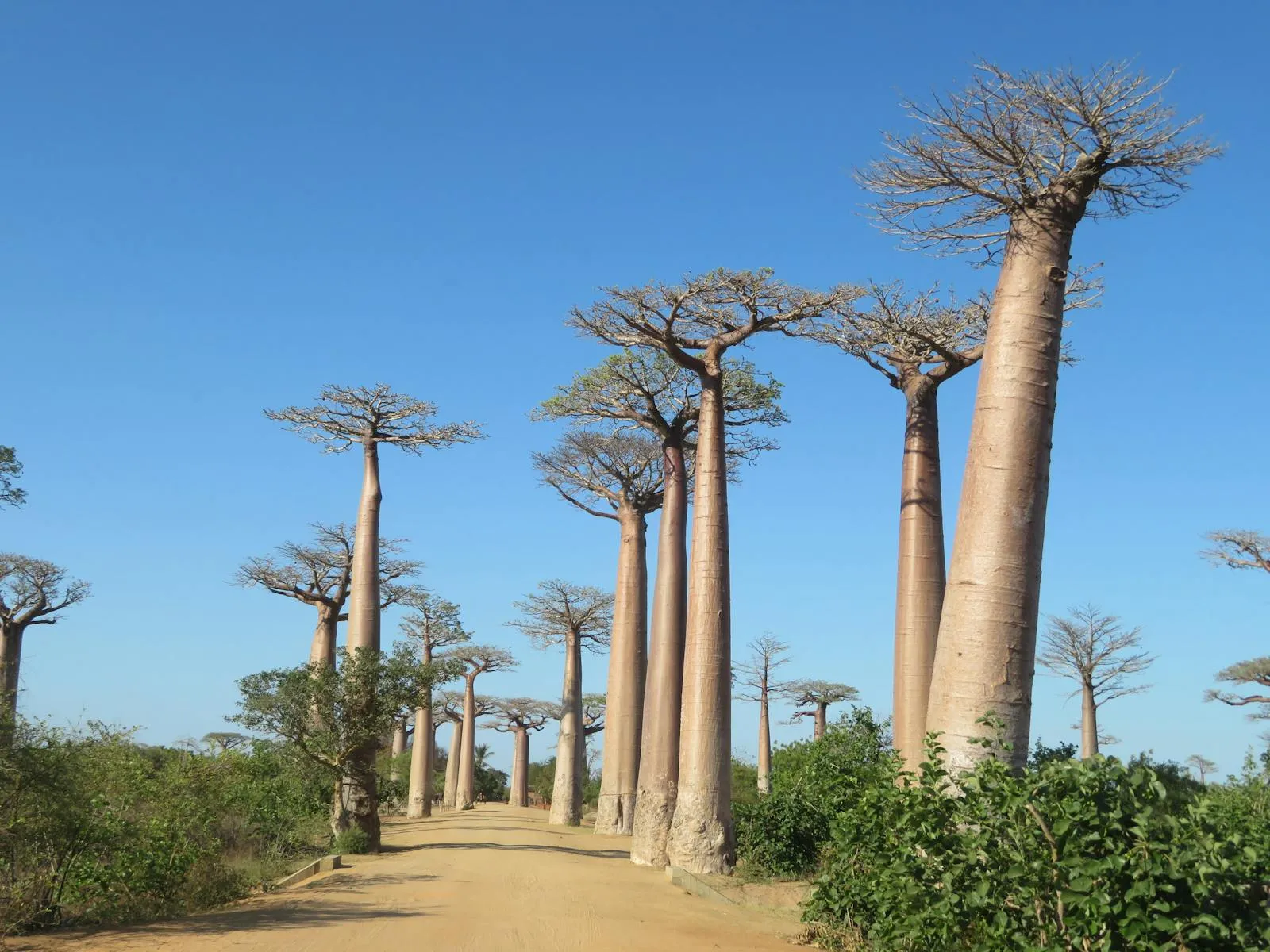 Avenue of the Baobabs at sunset with towering Grandidier baobab trees