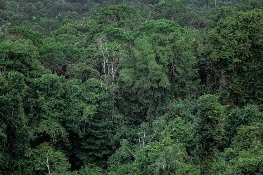 Dense rainforest canopy in Andasibe-Mantadia National Park