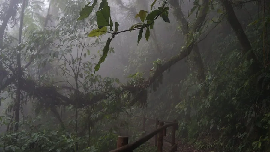Misty rainforest trail in Ranomafana National Park