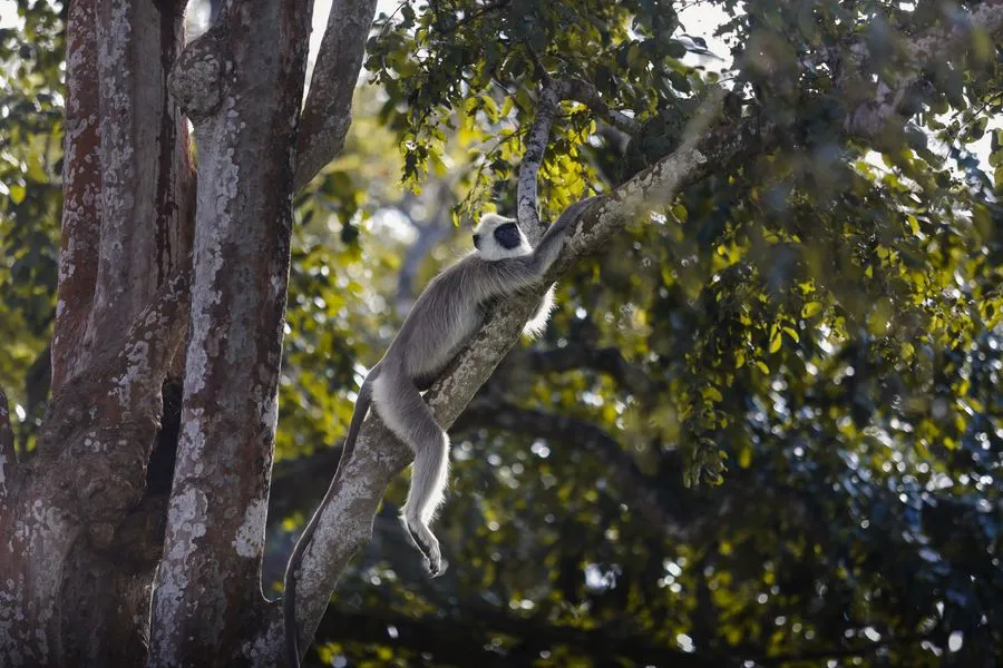 Indri lemur clinging to a tree trunk in Andasibe rainforest