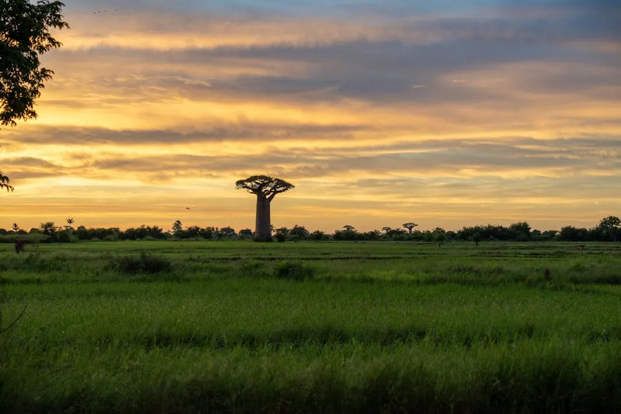 Avenue of the Baobabs with towering Grandidier baobab trees at sunset