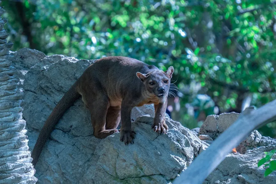 Fossa stalking through dry deciduous forest at Kirindy
