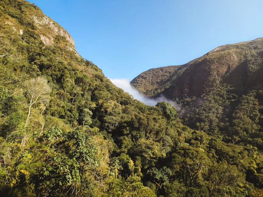 Misty morning over Ranomafana rainforest canopy