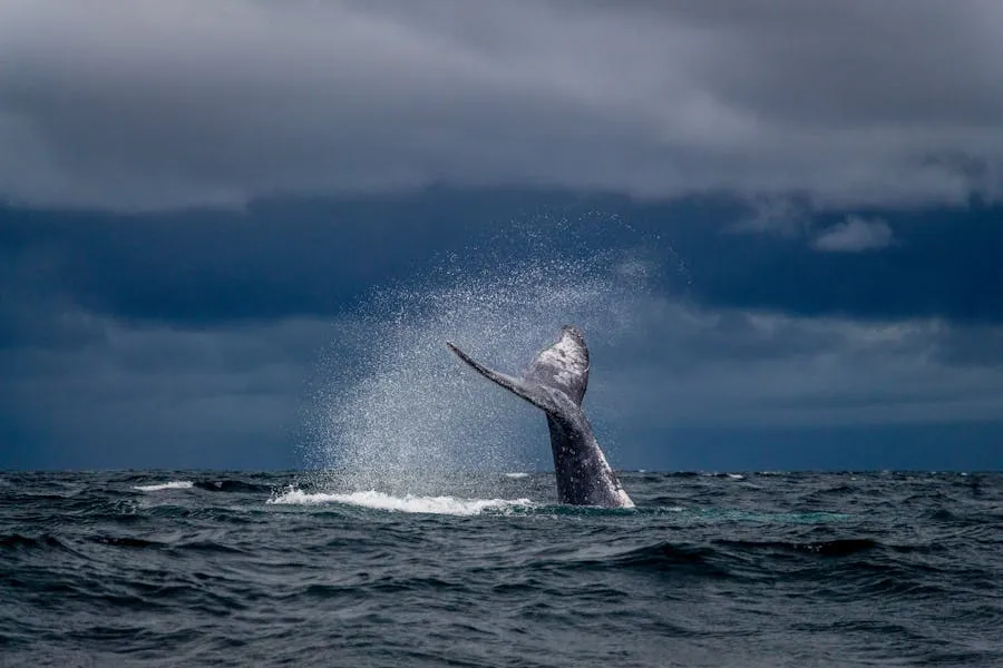 Humpback whale breaching off the coast of ÃŽle Sainte-Marie
