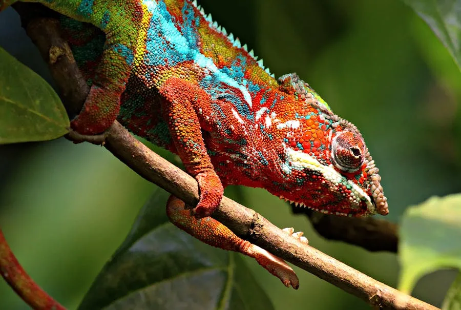 Colourful panther chameleon on a branch in Madagascar