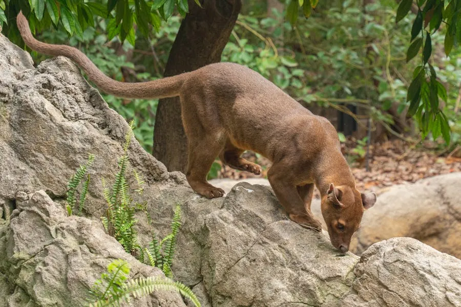 Fossa stalking through dry forest in Madagascar