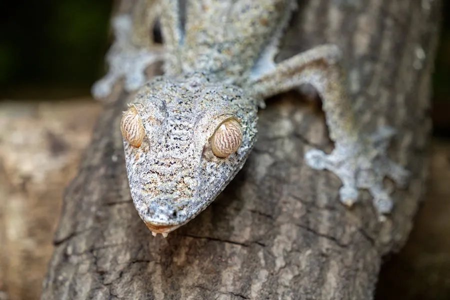 Leaf-tailed gecko camouflaged against tree bark