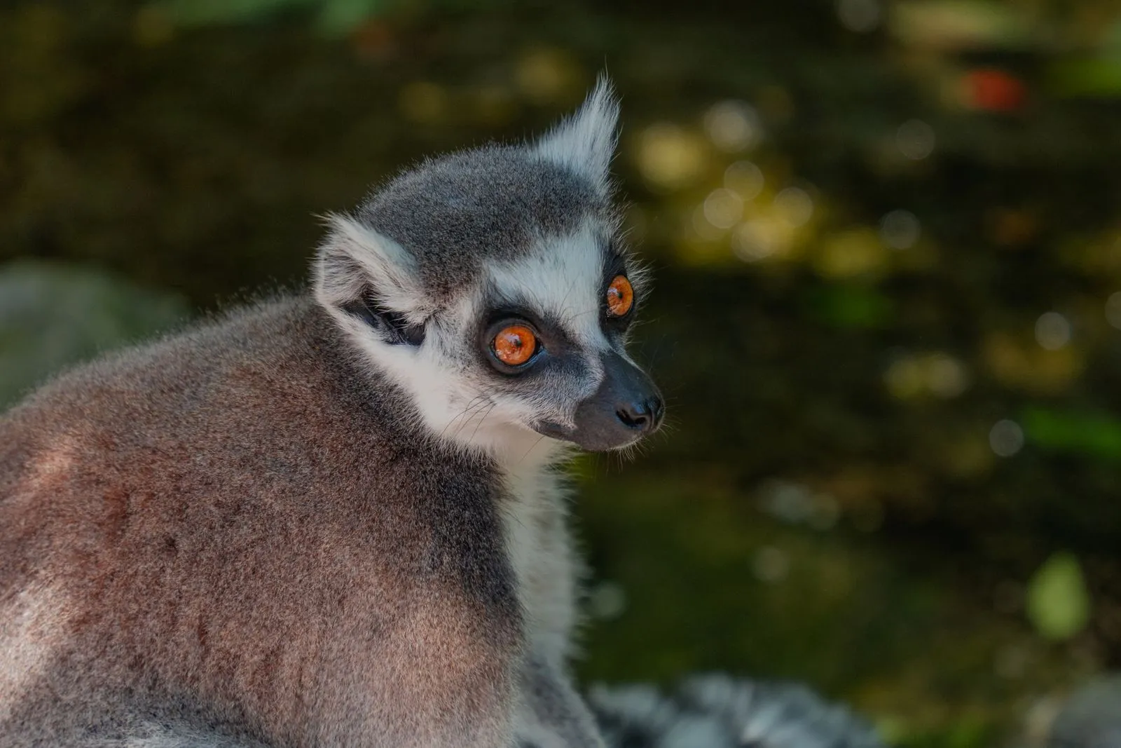 Ring-tailed lemur sitting on a branch in bright sunlight