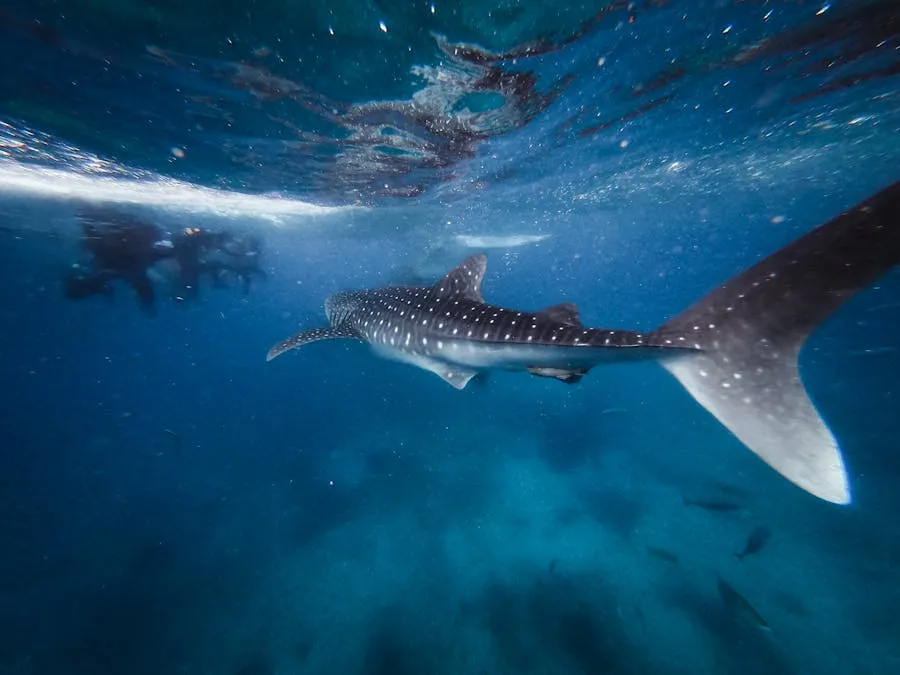 Whale shark swimming underwater with snorkellers nearby