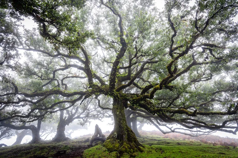 PR13 ancient twisted laurel trees in fog at Fanal