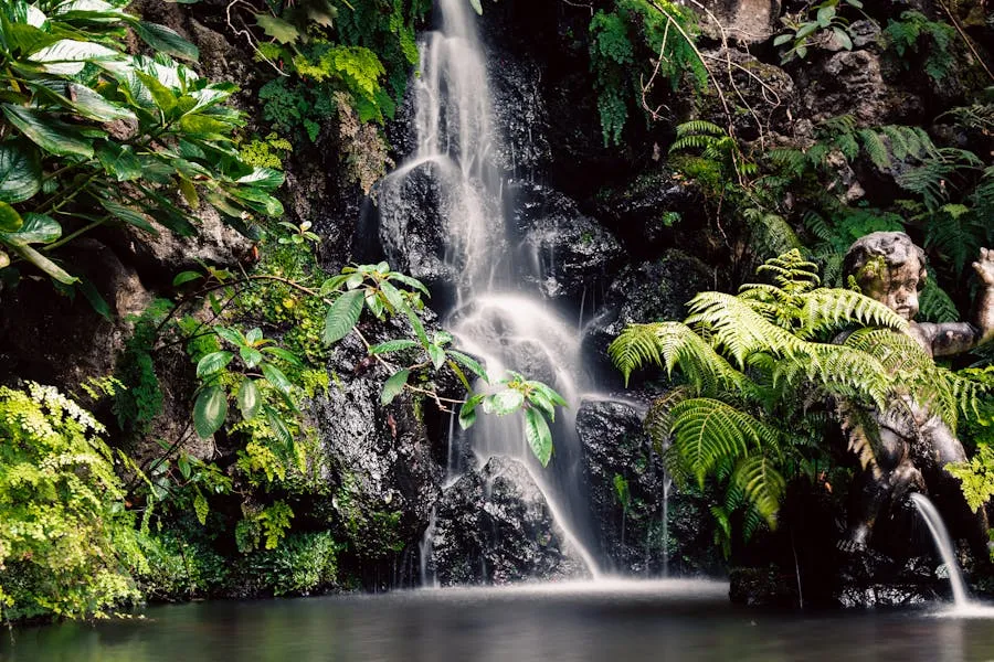 PR6 Levada das 25 Fontes waterfall pool surrounded by ferns