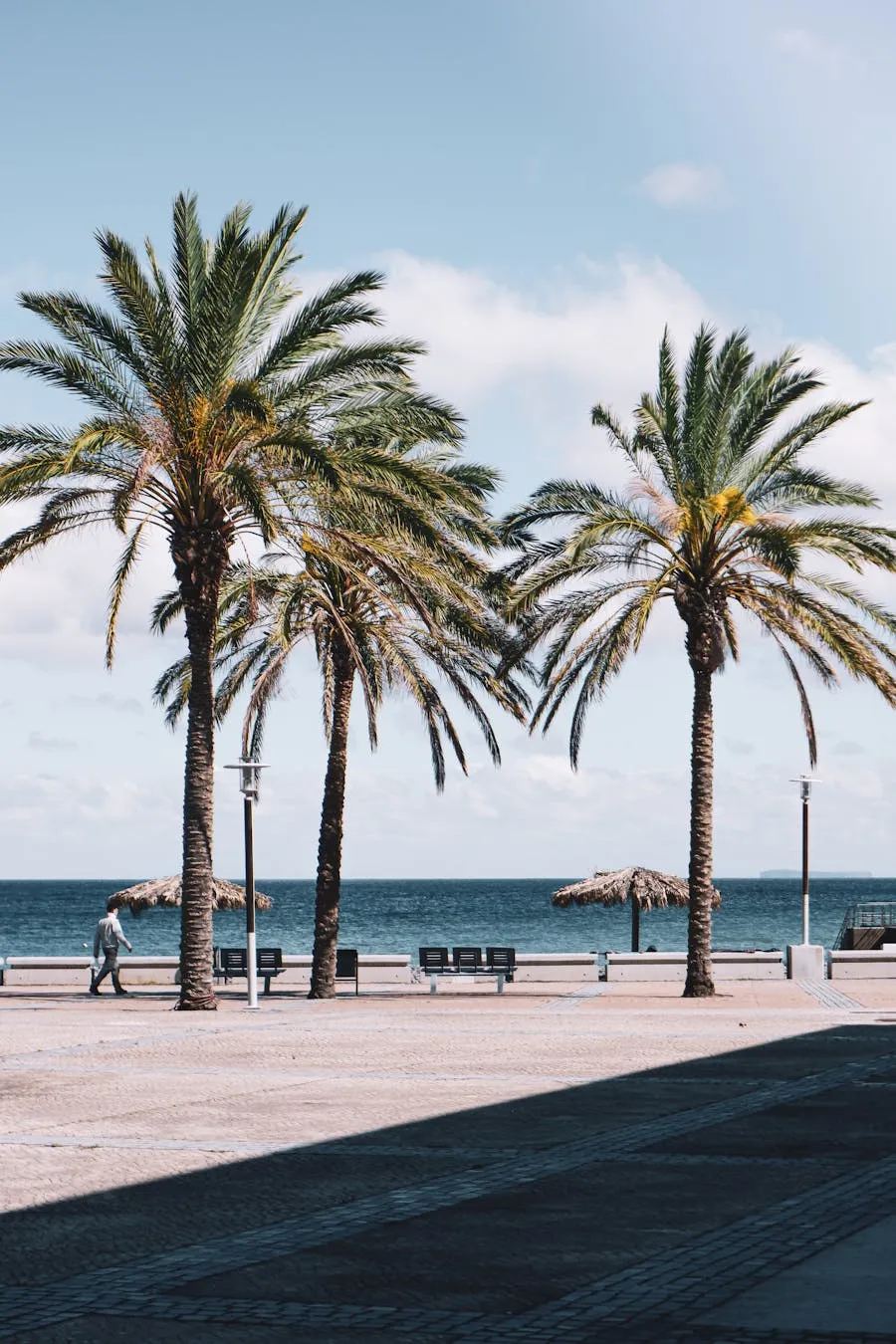 Seafront promenade with palm trees at Machico bay