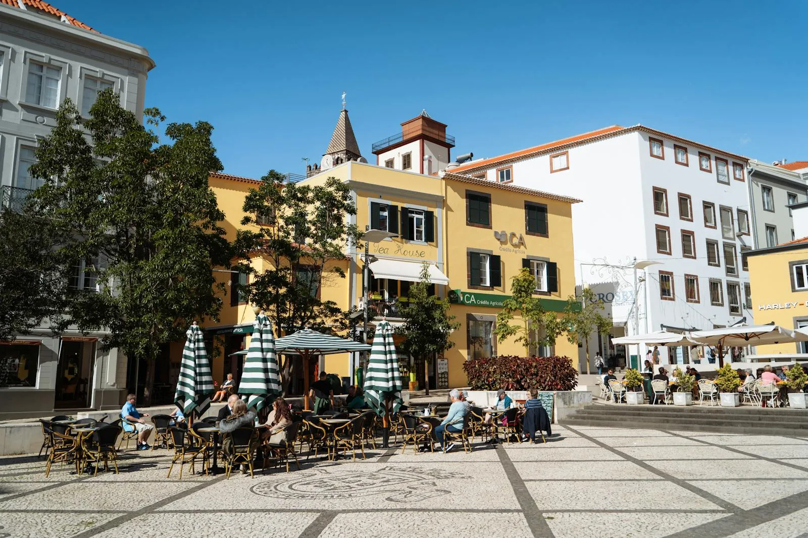 Cobblestone street in Funchal old town with cafe terraces and jacaranda trees in bloom