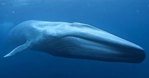 Blue Whale