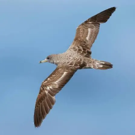 Cory&rsquo;s Shearwater