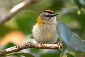 Madeira Firecrest