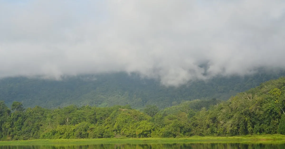 Royal Belum Rainforest