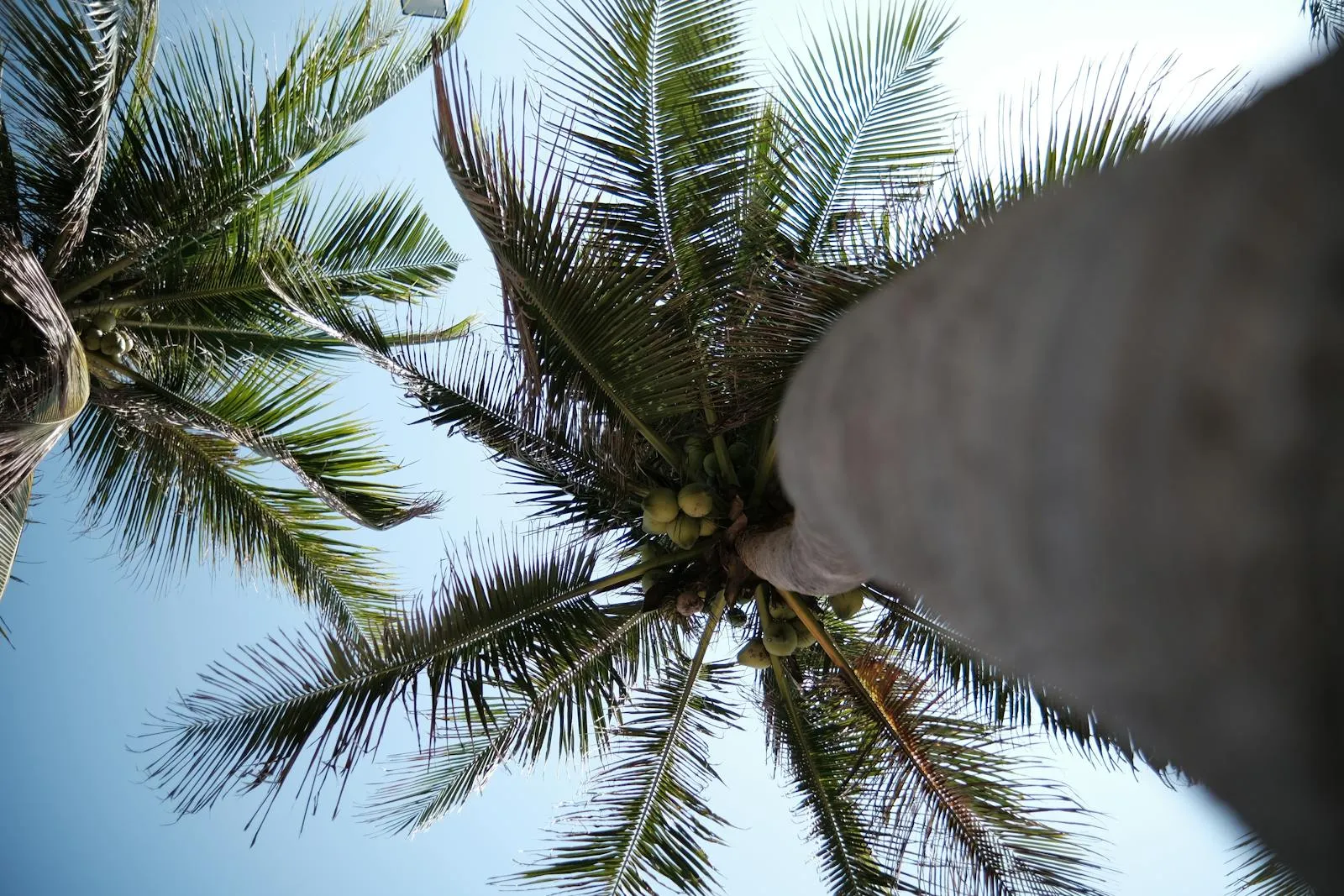 Looking up at coconut palm trees silhouetted against a clear blue sky in Malaysia.