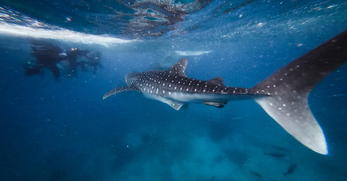 Whale shark Isla Holbox