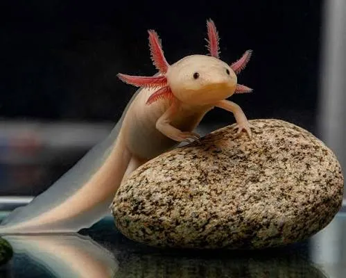 Axolotl