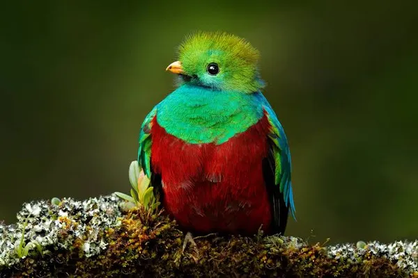 Resplendent Quetzal