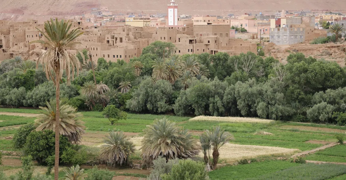 Figuig oasis with palm trees