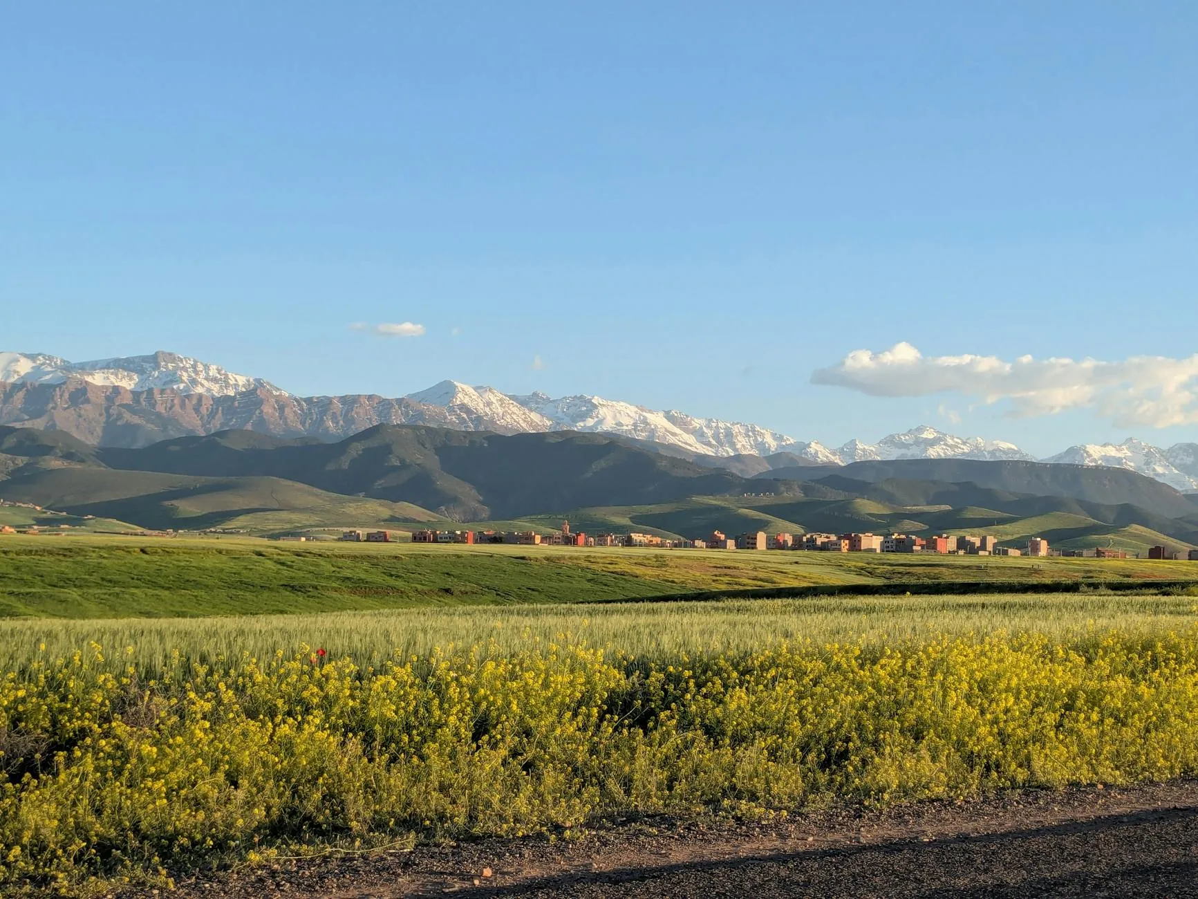 Spring flowers in the Atlas Mountains