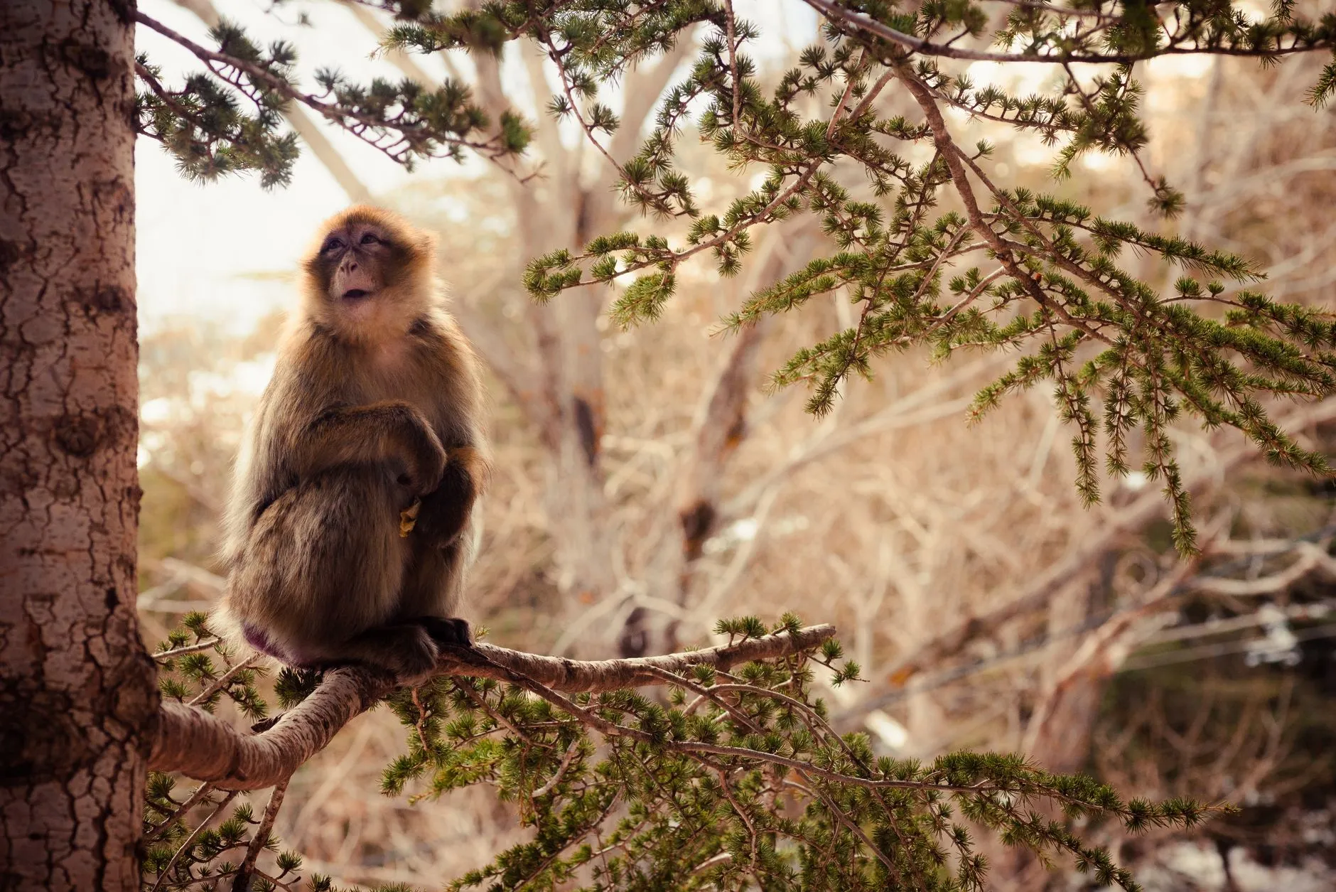 Barbary macaque in cedar forest