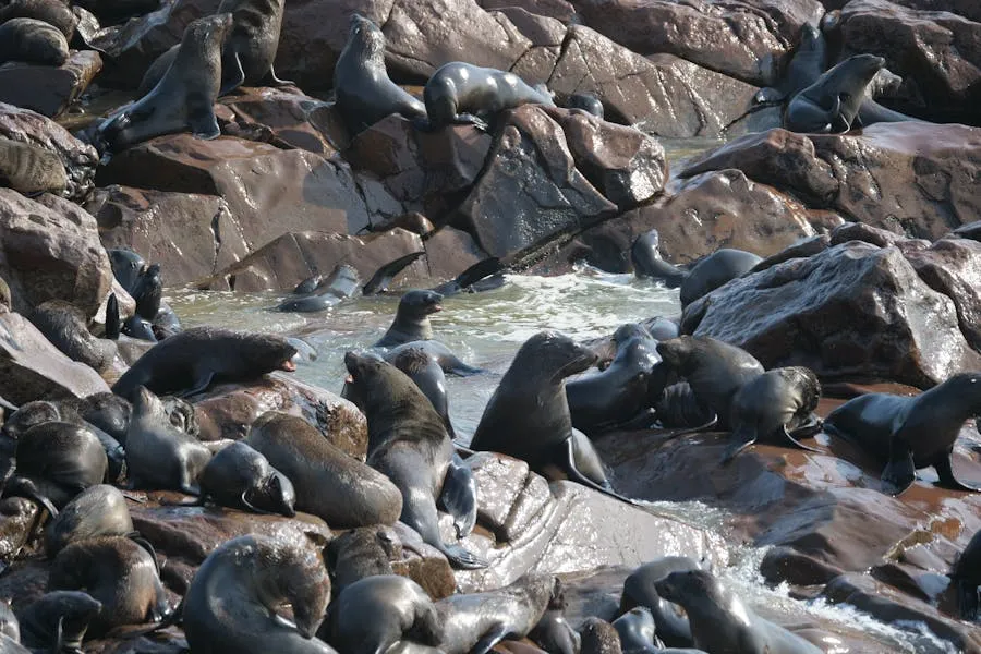 Thousands of Cape fur seals at Cape Cross