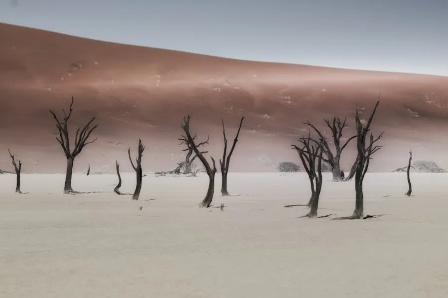 Dead camelthorn trees in Deadvlei