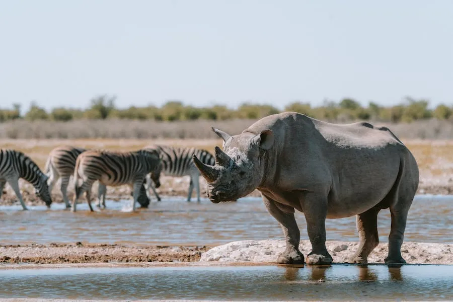 Rhinos at an Etosha waterhole