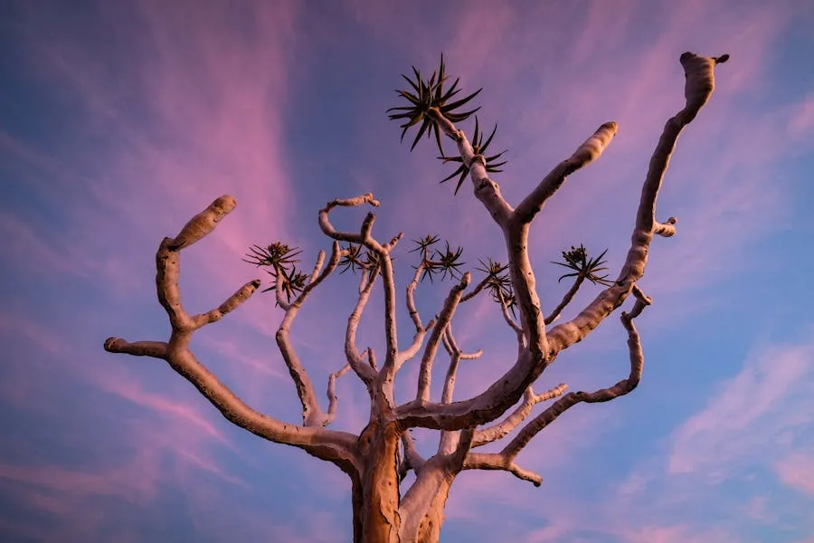 Quiver tree forest at sunset