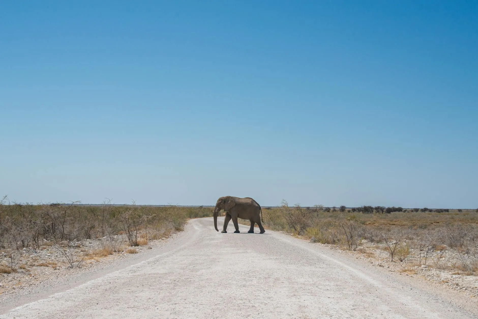 An African elephant crossing a dirt road in Namibia's natural savannah landscape.