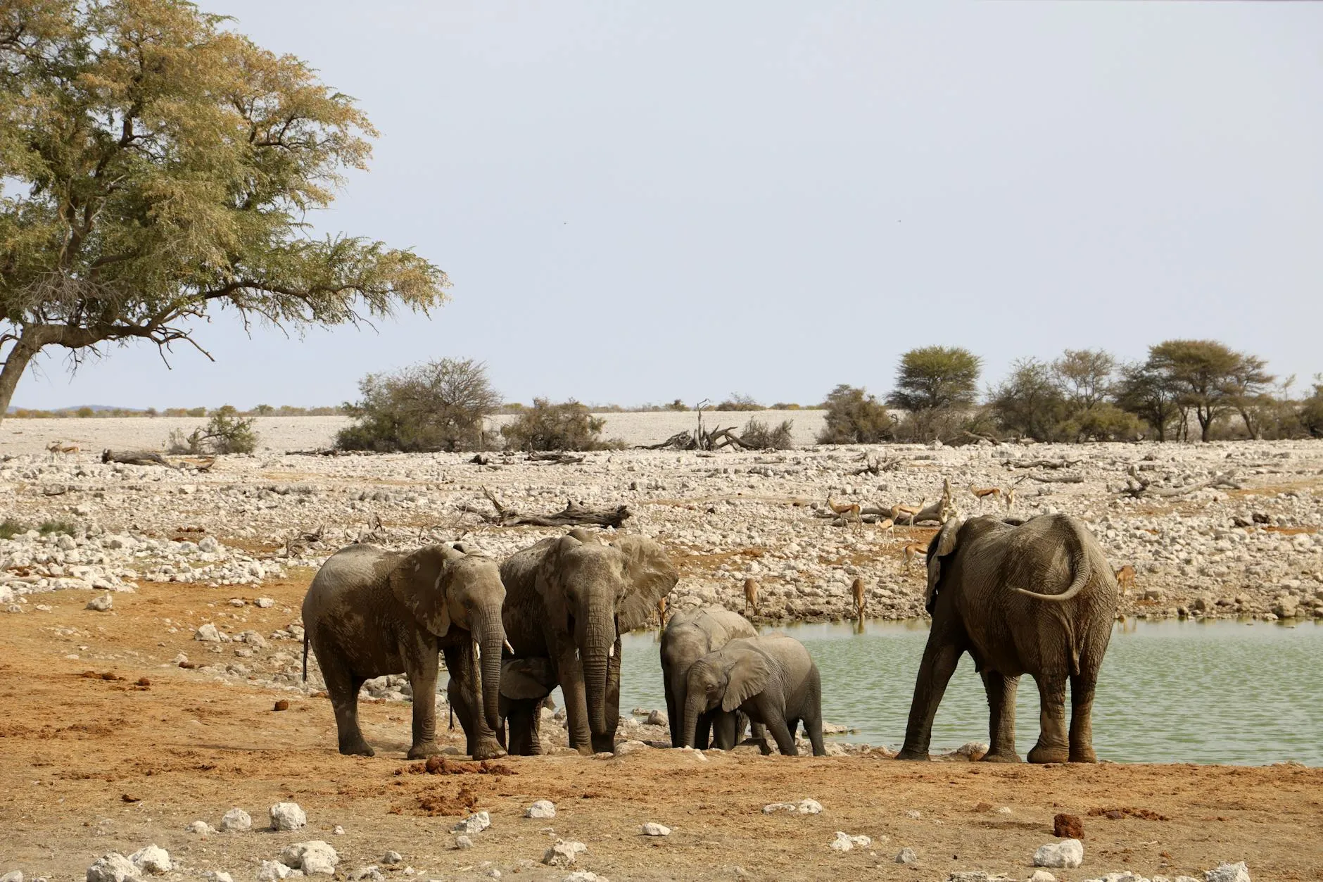 Group of African elephants drinking at a waterhole in the savanna with surrounding landscape.