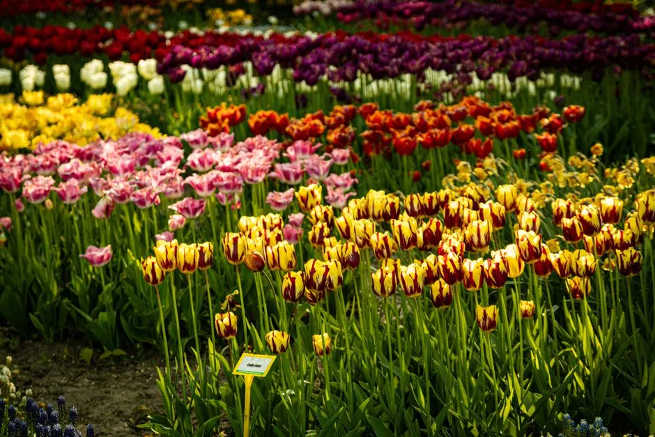 Colourful tulip fields at Keukenhof Gardens