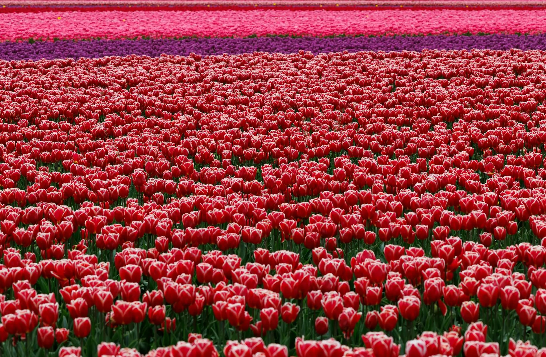 Tulip fields in bloom with a windmill in the background