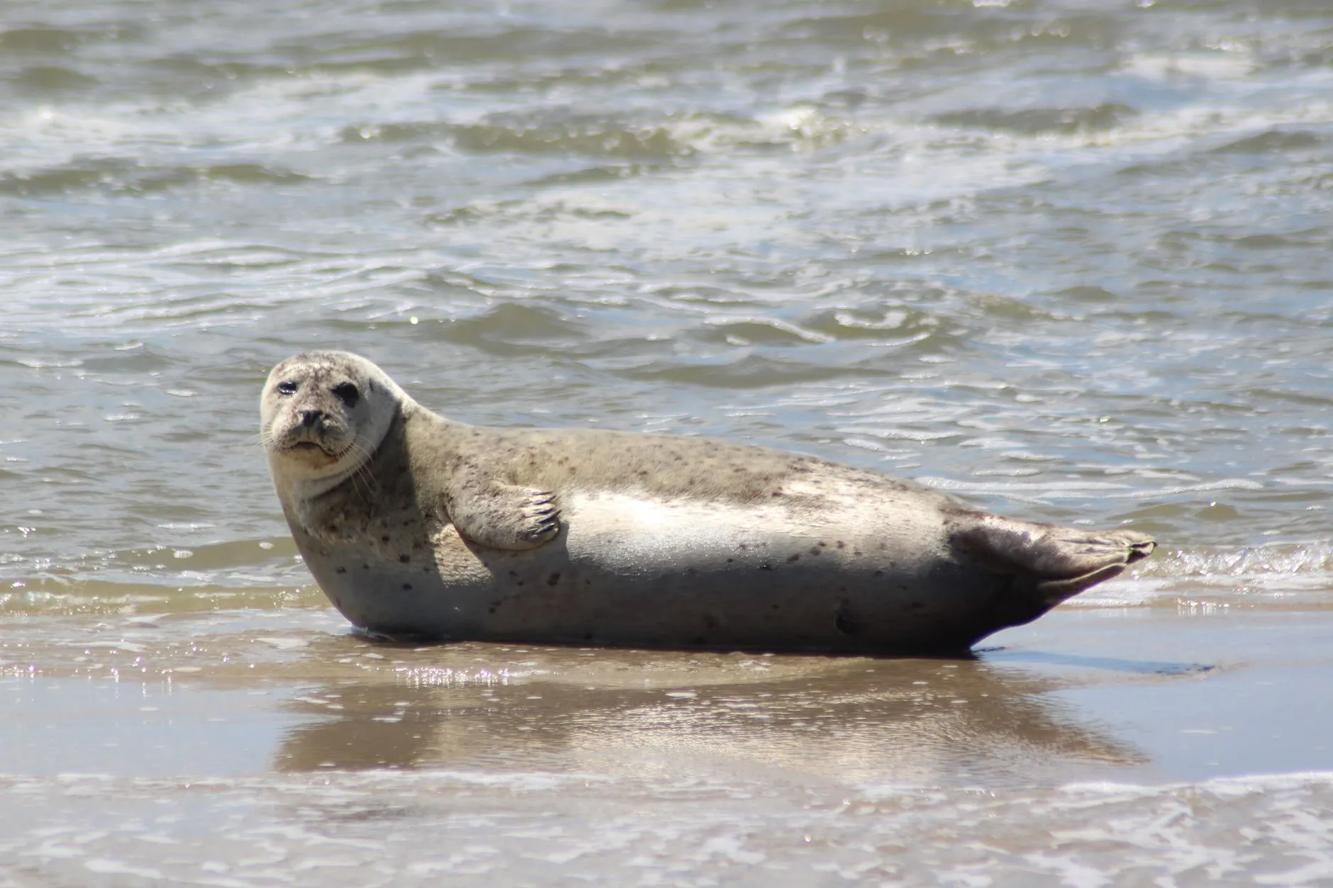 Harbour seals resting on a sandbank in the Wadden Sea