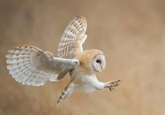 Barn Owl