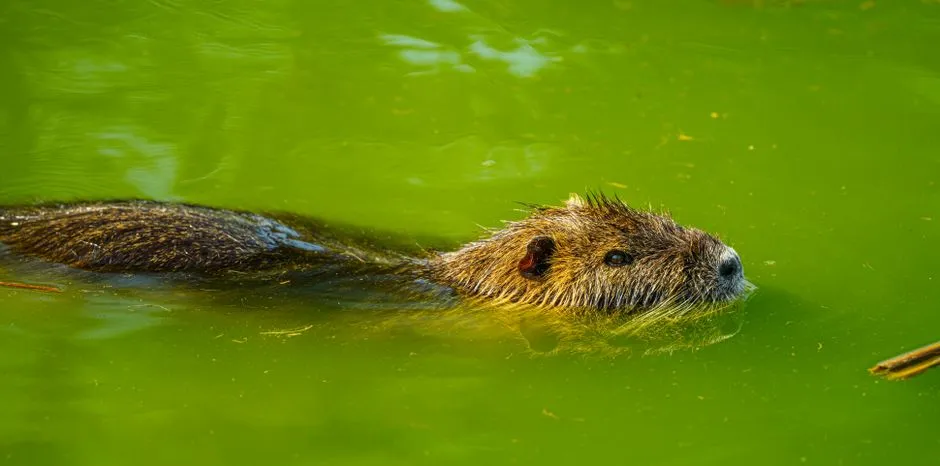 Beaver swimming through wetland waterway