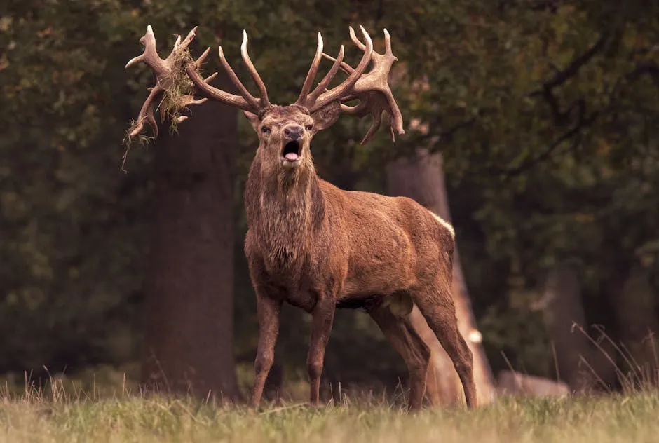 Red deer stag bellowing in autumn forest