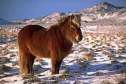 Konik Horse