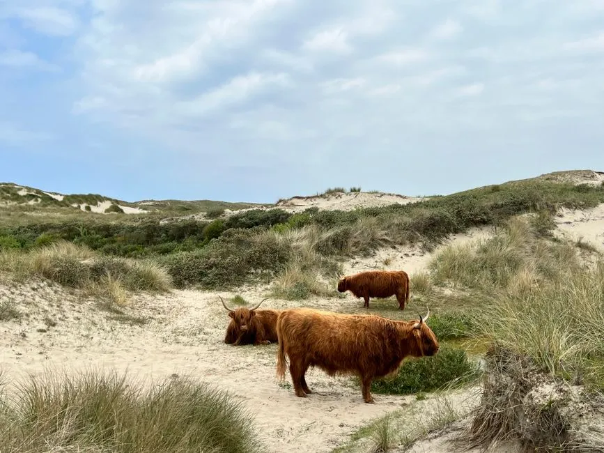 Highland cattle grazing in coastal dunes