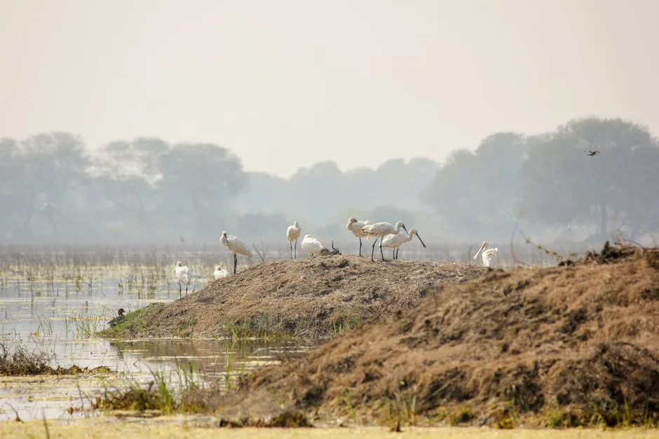 Spoonbill wading in shallow wetland lake