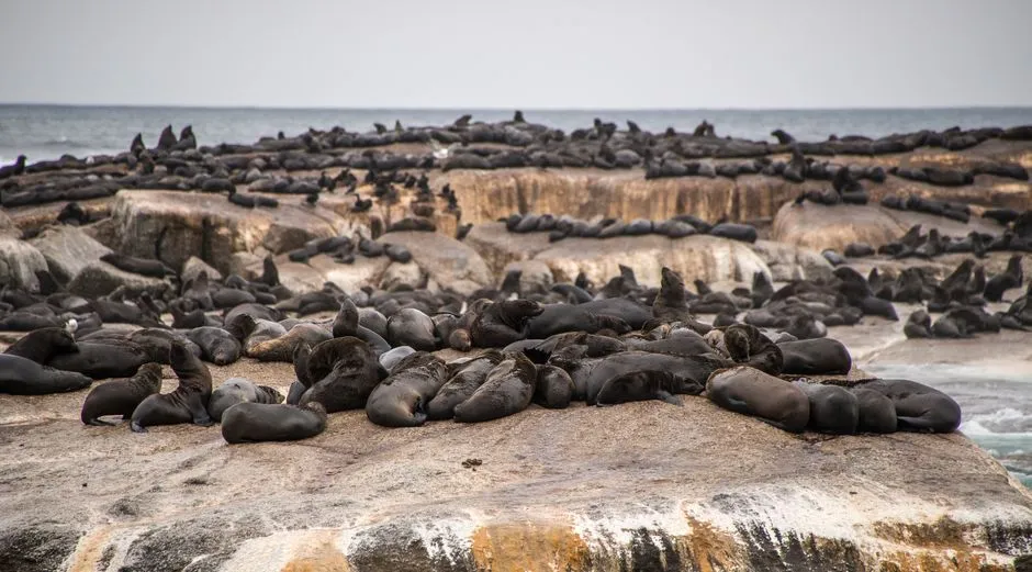 Seal colony resting on a sandy beach
